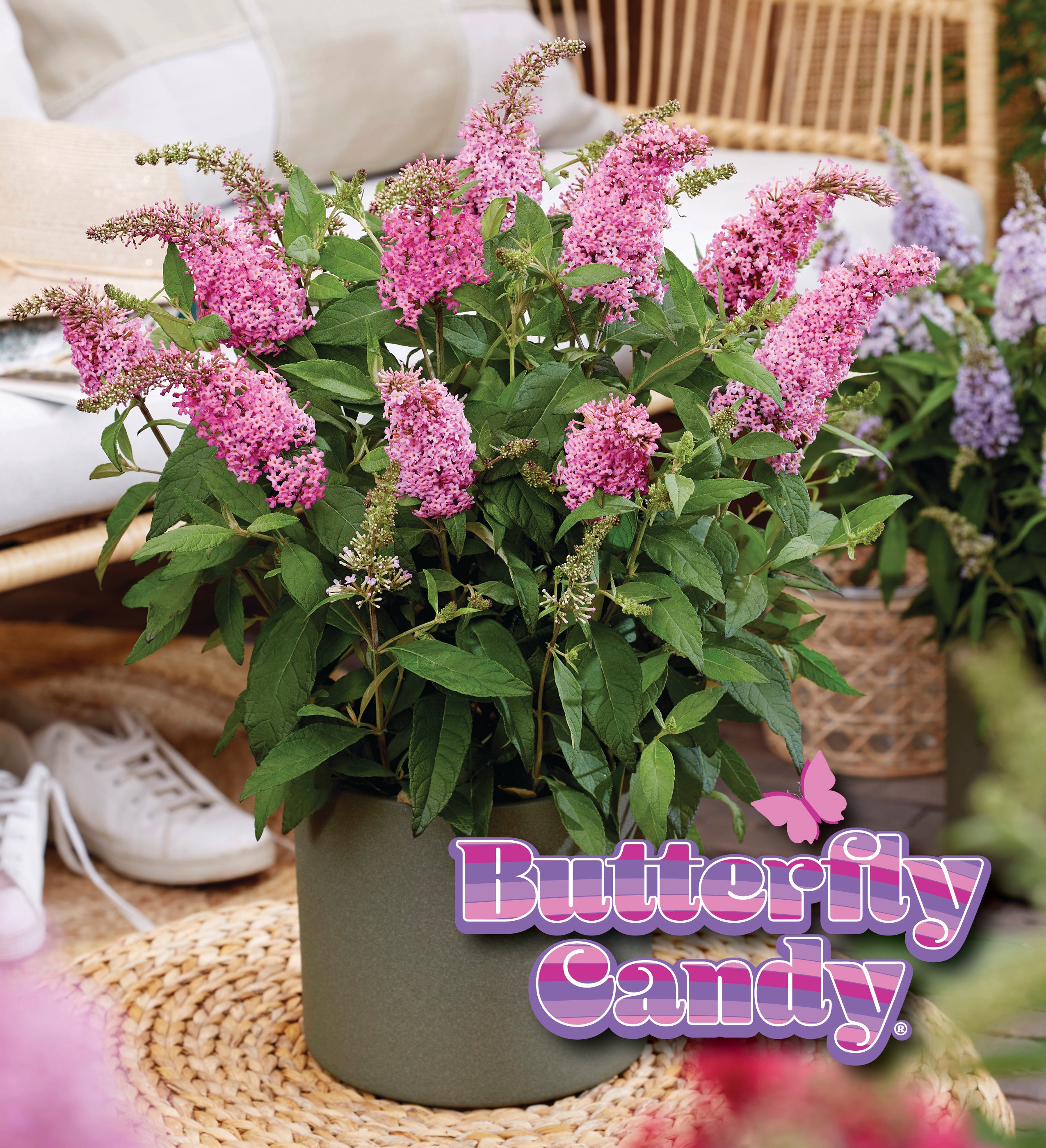 Li'l Taffy™ Butterfly Bush – Creekside Nursery, Inc