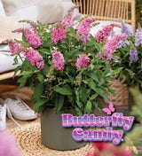 Li'l Taffy butterfly bush with purple flower spikes