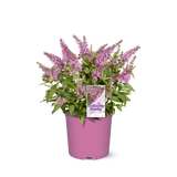 Li'l Taffy™ butterfly bush in a nursery pot