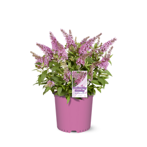 Li'l Taffy™ butterfly bush in a nursery pot