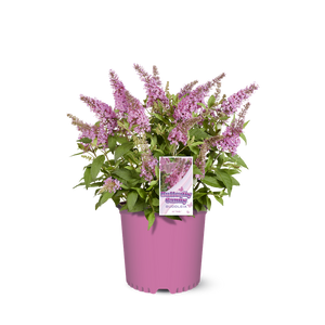 Li'l Taffy™ butterfly bush in a nursery pot