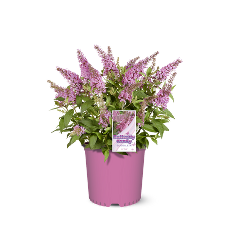 Li'l Taffy™ butterfly bush in a nursery pot