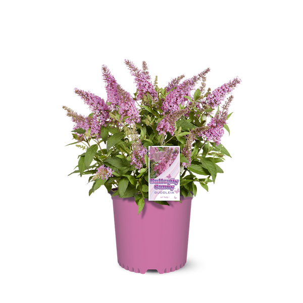 Li'l Taffy™ Butterfly Bush – Creekside Nursery, Inc