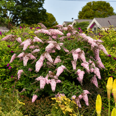 Pink Cascade II buddleia with pink flower spikes in a pot