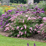 Pink Cascade II buddleia with pink flower spikes in a pot