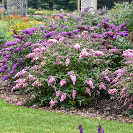 Pink Cascade II buddleia with pink flower spikes in a pot