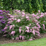 Pink Cascade II buddleia with pink flower spikes in pot