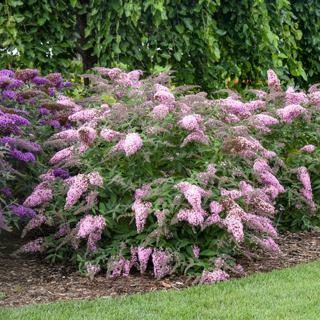 Pink Cascade II buddleia with pink flower spikes in pot