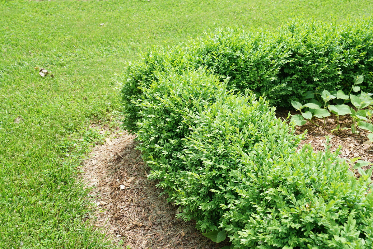 NORTH STAR® boxwood in a nursery pot, dense green foliage