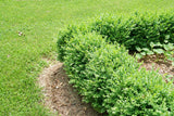 NORTH STAR® boxwood in a nursery pot, dense green foliage