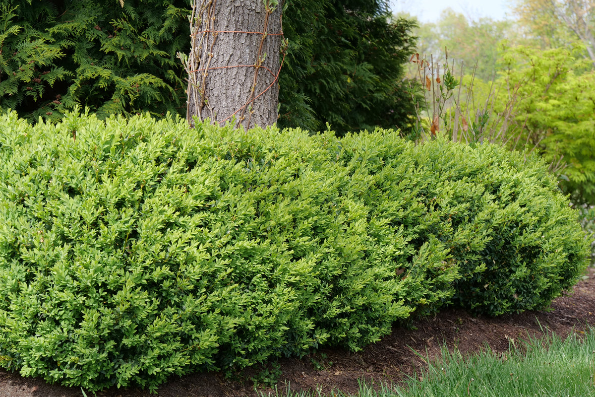 North Star boxwood shrub in a nursery pot