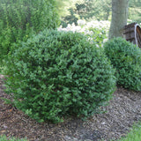 North Star boxwood shrub in a nursery container