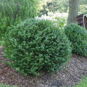 North Star boxwood shrub in a nursery container
