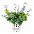 Alexander’s Great brunnera with blue flowers in a pot