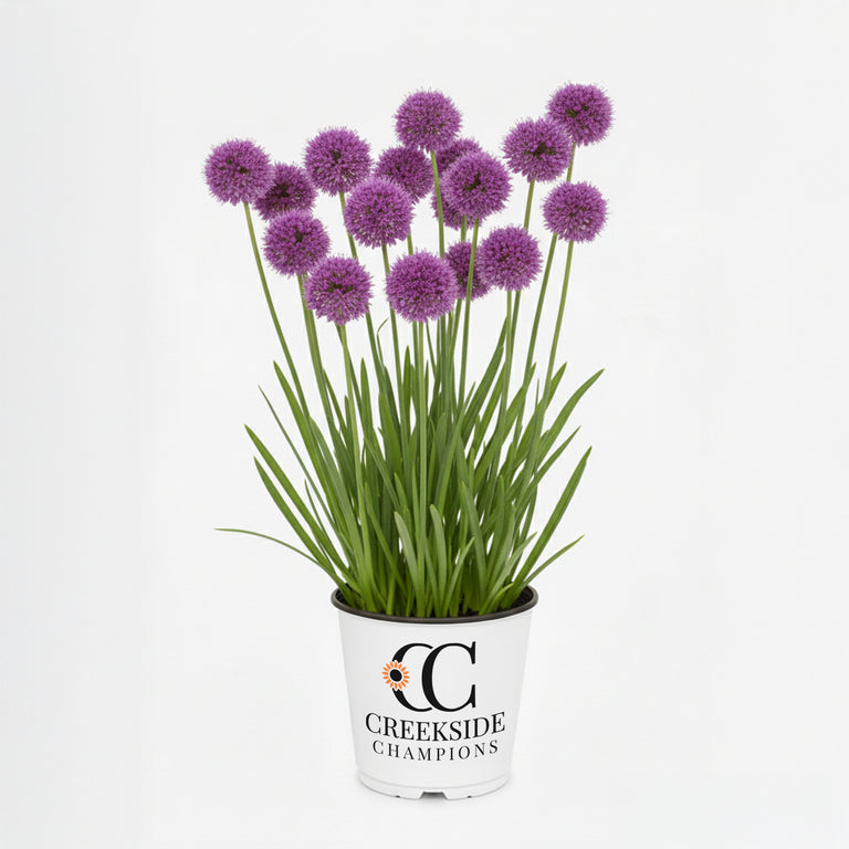 allium lavender bubbles plants Lavender Bubbles' Allium