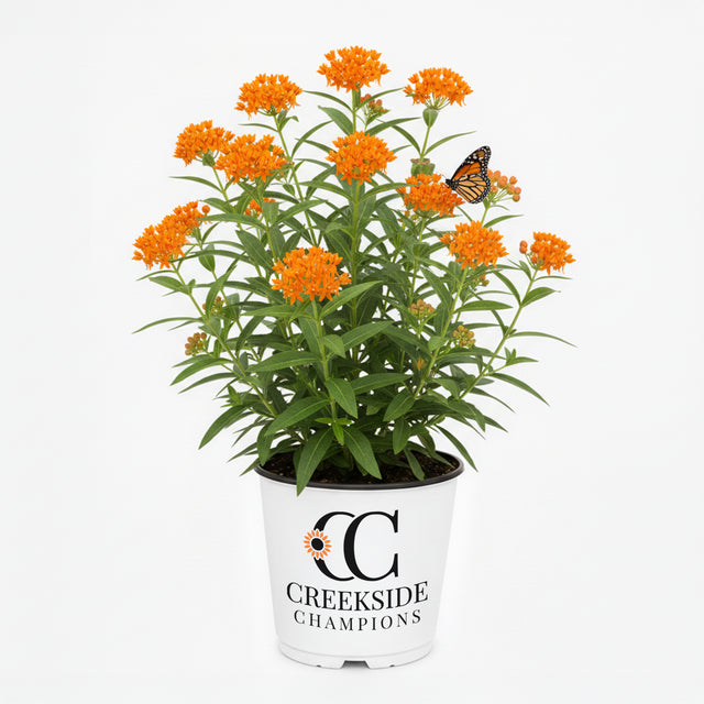 Butterfly weed with orange blooms in a nursery pot