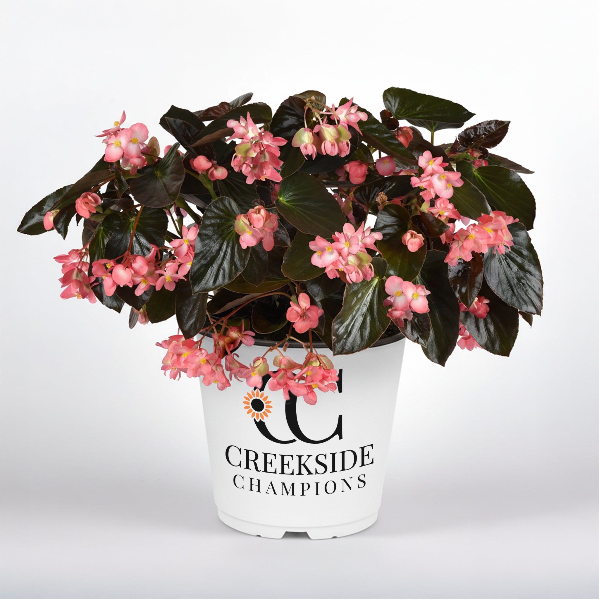 Creekside Champions Dragon Wing Begonia - Thumbnail 2