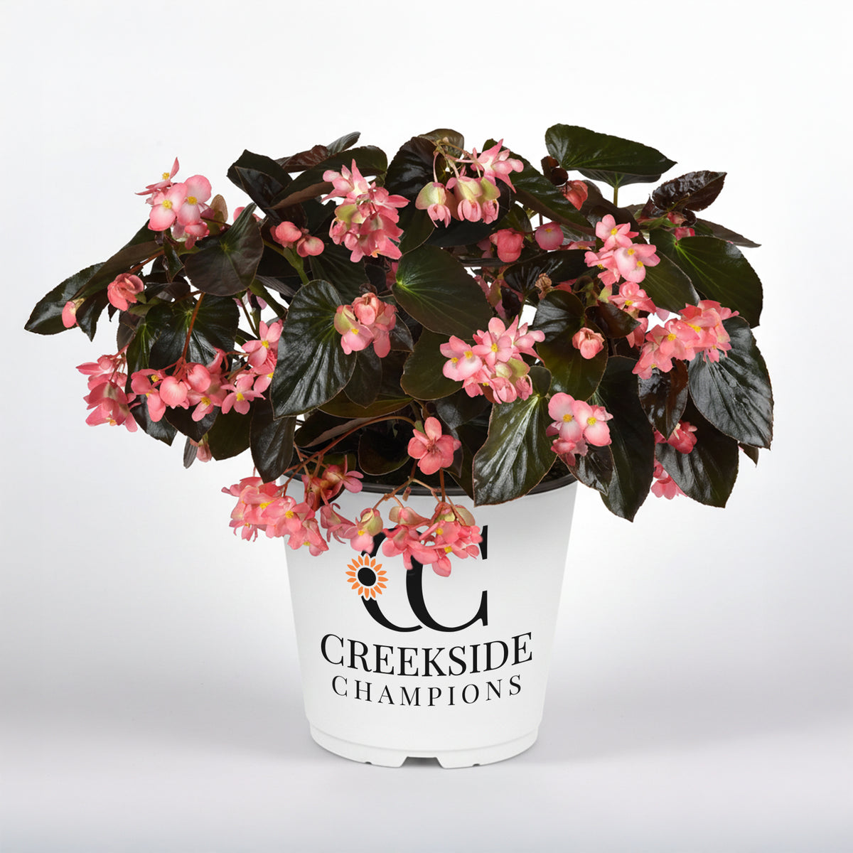 Dragon Wing Pink begonia with pink blooms in a pot