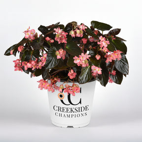 Dragon Wing Pink begonia with pink blooms in a pot