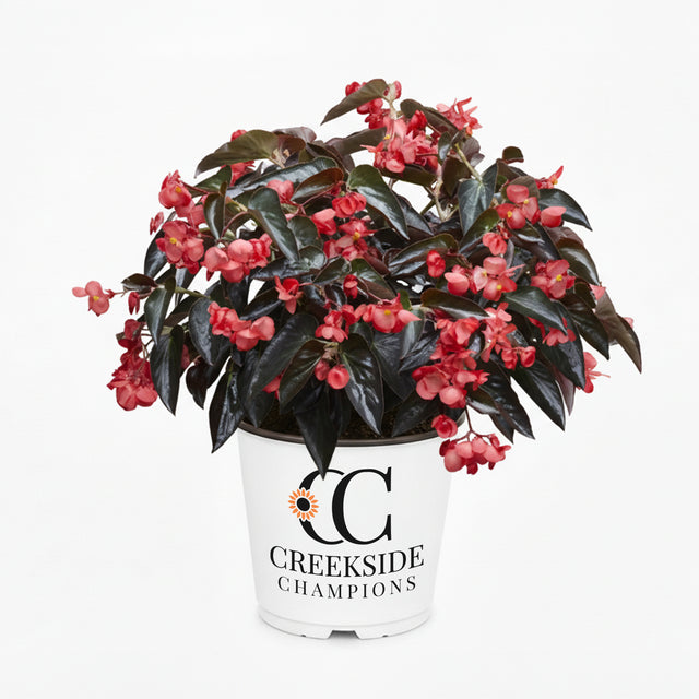 Dragon Wing Red begonia with red blooms in a pot