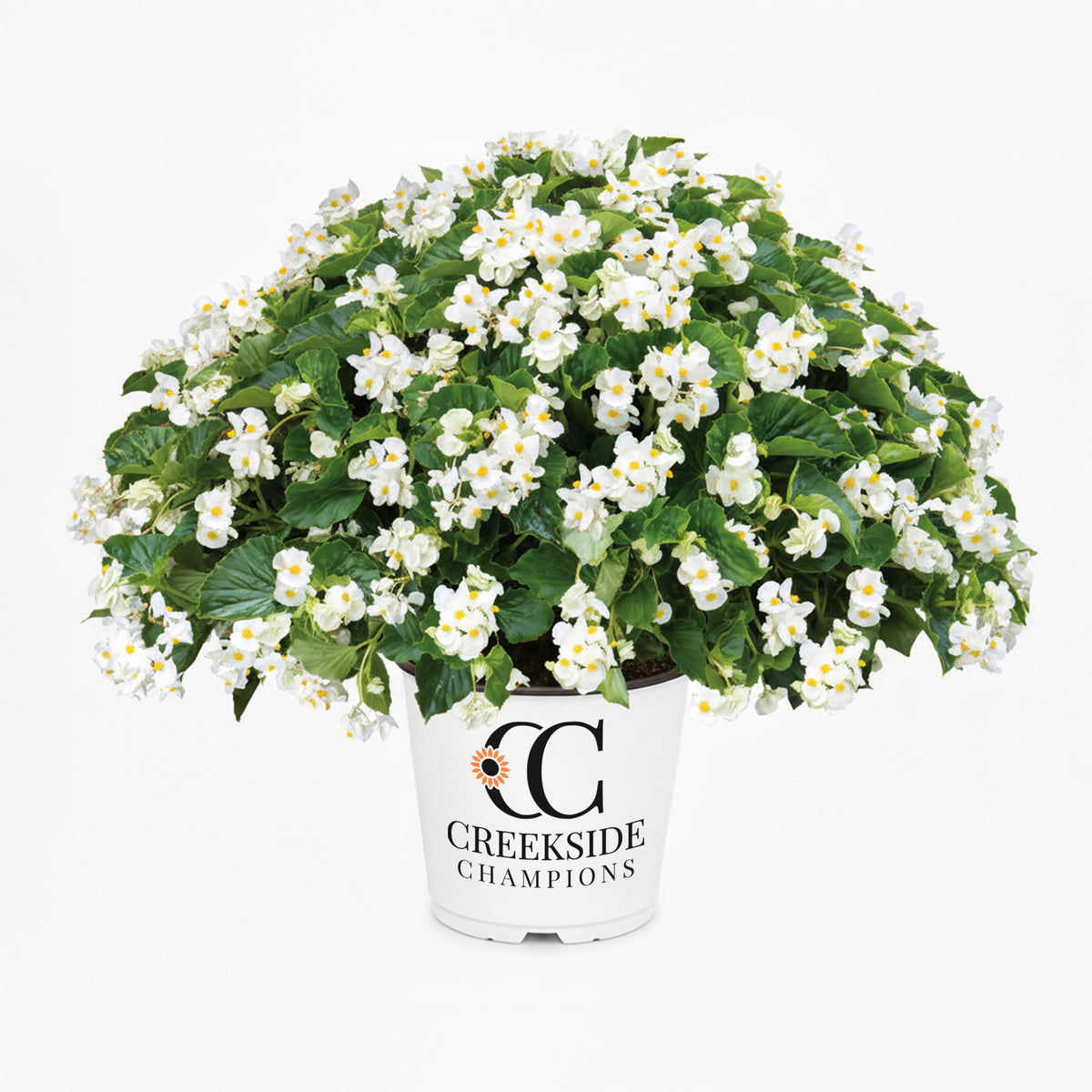White Dragon Wing begonia in a pot with green leaves