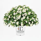 White Dragon Wing begonia in a pot with green leaves