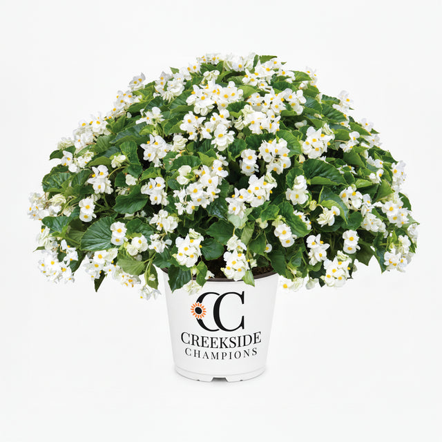 White Dragon Wing begonia in a pot with green leaves