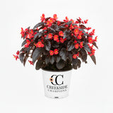 Viking XL Red on Chocolate begonia in a pot