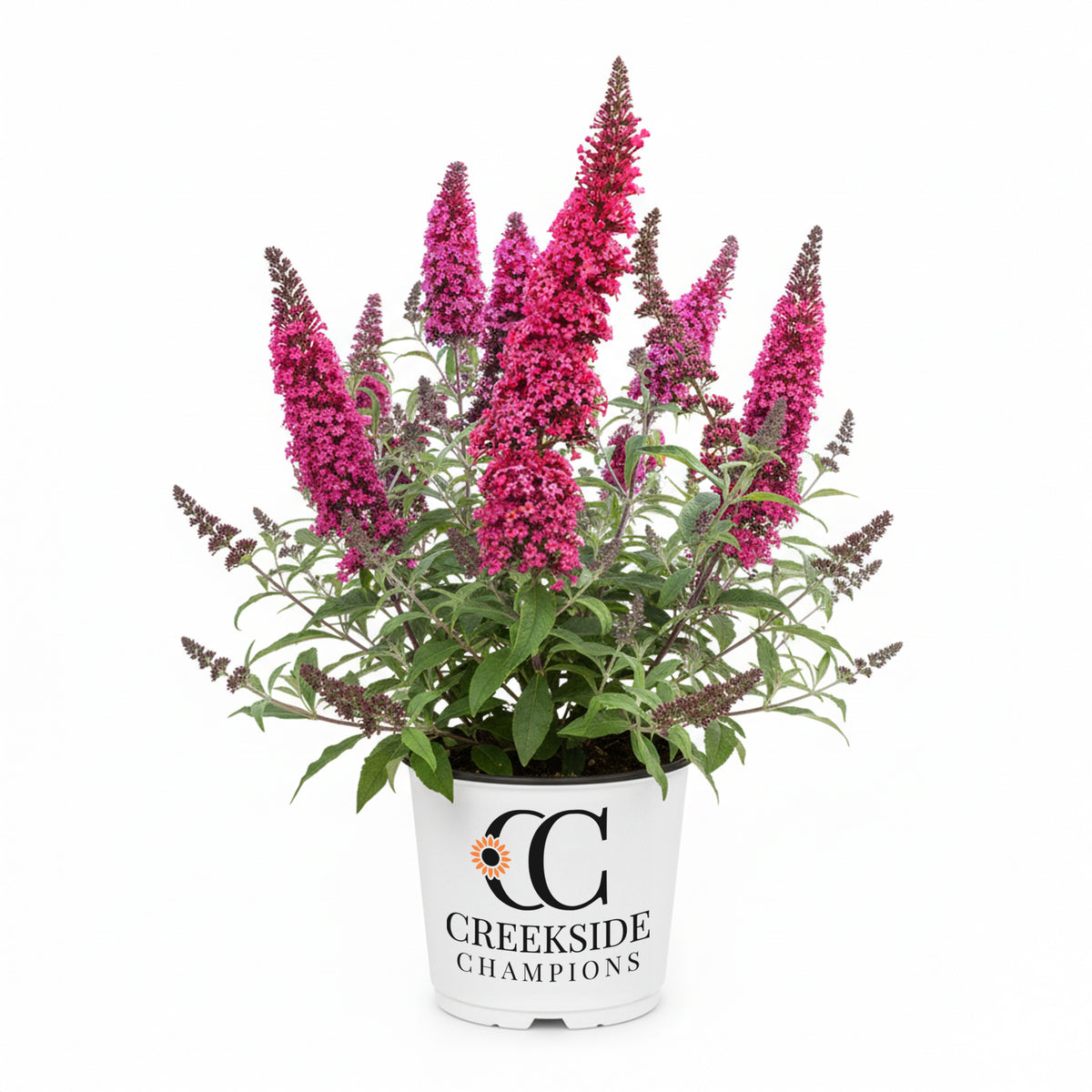 Cherry Royale Monarch buddleia in a nursery pot