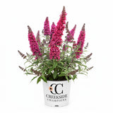 Cherry Royale Monarch buddleia in a nursery pot