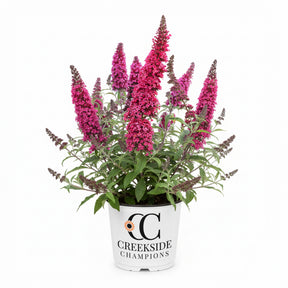 Cherry Royale Monarch buddleia in a nursery pot