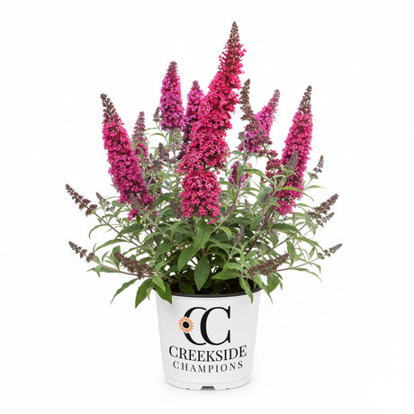 Cherry Royale Monarch buddleia in a nursery pot