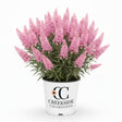 Pink Cascade II buddleia in a nursery pot
