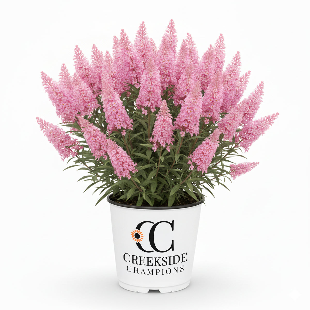 Pink Cascade II buddleia in a nursery pot