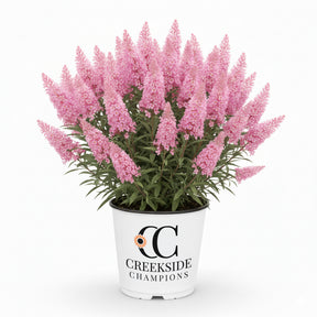 Pink Cascade II buddleia in a nursery pot