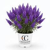 Violet Cascade buddleia with purple flower spikes in a pot