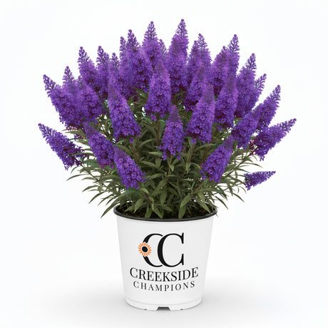 Violet Cascade buddleia with purple flower spikes in a pot