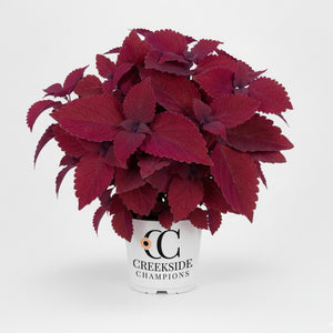 Colorful Coleus with red, pink, and green leaves in a pot