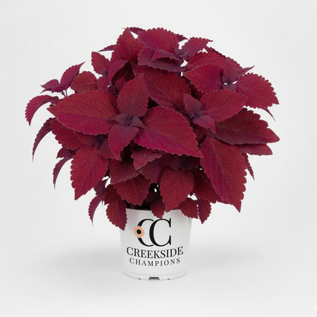 Colorful Coleus with red, pink, and green leaves in a pot