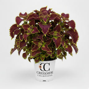 Coleus with burgundy and lime leaves in a pot