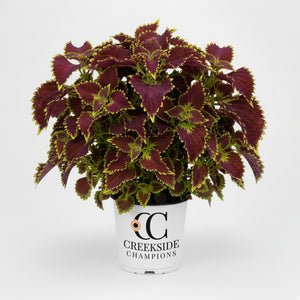 Coleus with burgundy and lime leaves in a pot