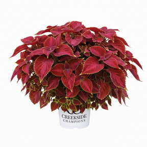 Coleus with green and burgundy leaves in a pot