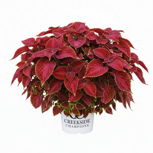 Coleus with green and burgundy leaves in a pot