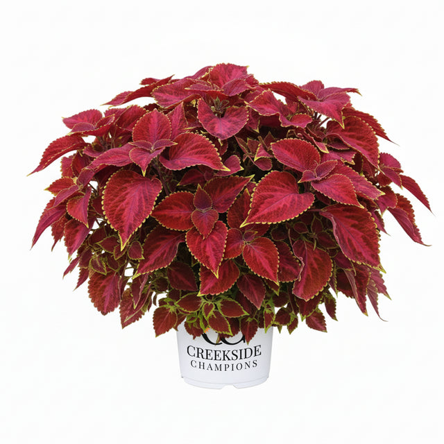 Coleus with green and burgundy leaves in a pot