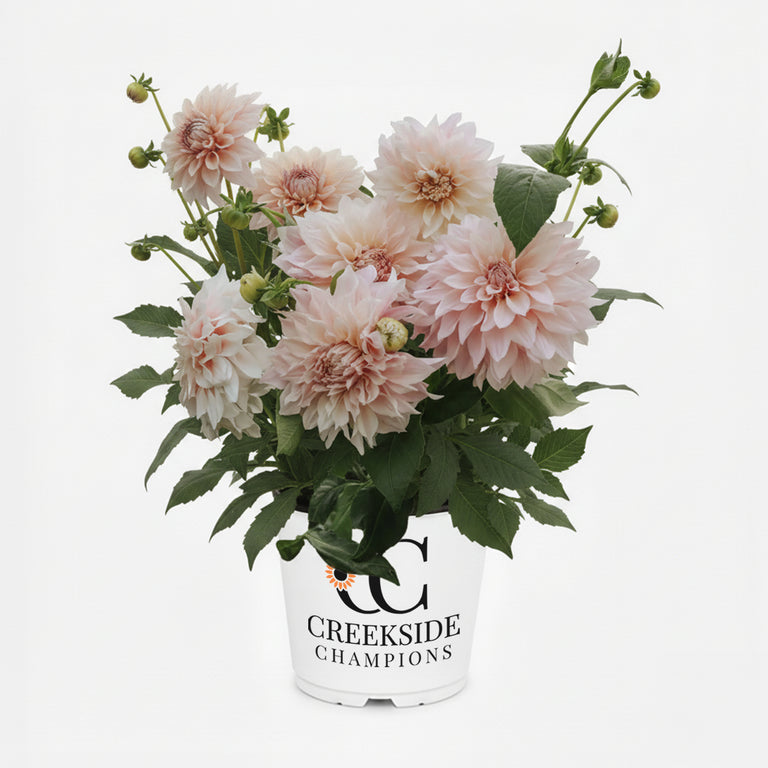 dahlia seeds cafe au lait Cafe Au Lait' Dahlia
