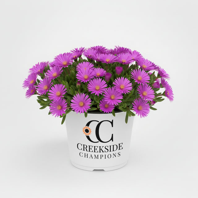 Electric Slide delosperma in a nursery pot