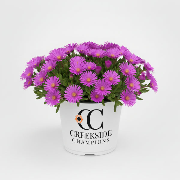 electric pot for plants FLASHMOB 'Electric Slide' Delosperma