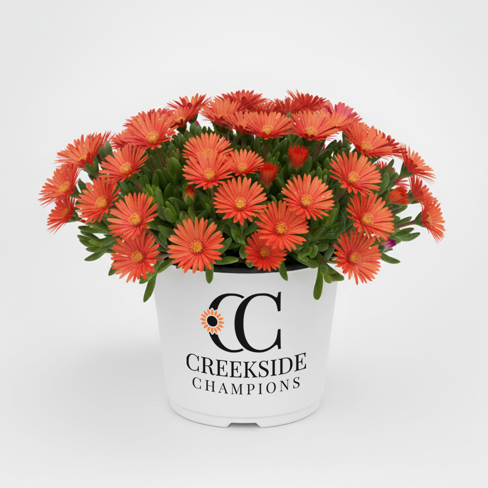 FLASHMOB™ 'Macarena' Delosperma | Creekside Champions™ – Creekside