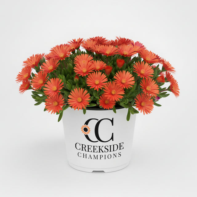 Delosperma Flashmob Macarena in a nursery pot