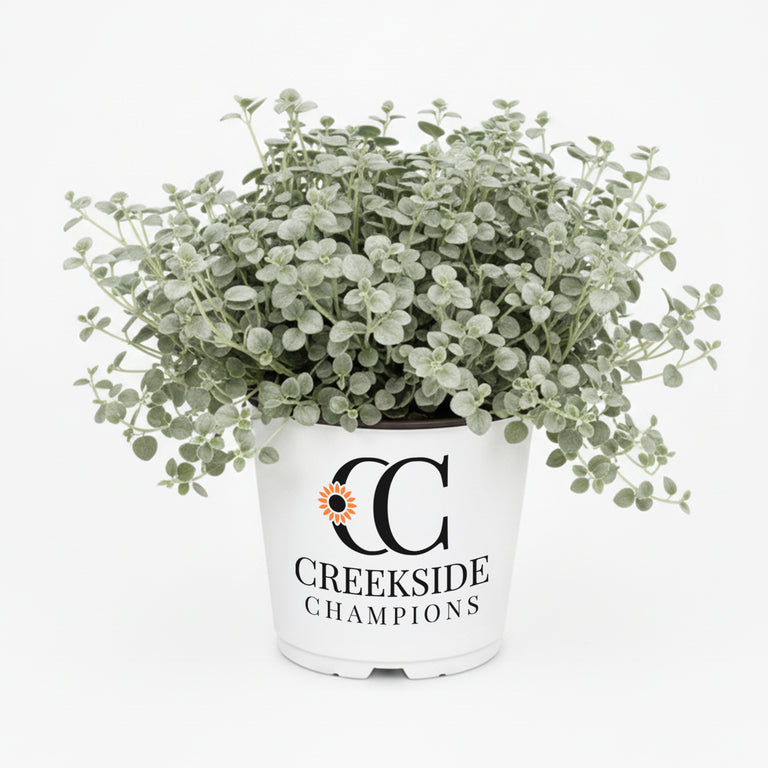 dichondra plant Silver Falls™ Dichondra